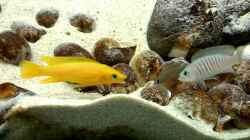 Video N. mulifasciatus vs. N. leleupi von axolotl (9VKV8POAWDg)