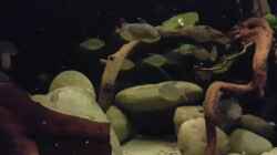 Video 16 Hyphessobrycon columbianus von southheart (9ZSMIvCgcu0)