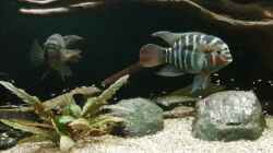 Video Krobia xinguensis  von adiskus (Asmt2_E_28c)