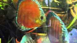 Video Diskusfische von Amamazonas Diskus (BkFB26yux8M)