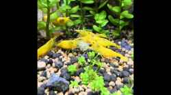 Video Yellow Fire Garnelen  von Aquaritch (Blg30xwXyrY)