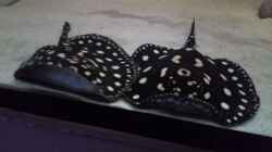 Video Leopoldi BD/Henlei   von Bernd N. (DXV3rSXs_9Q)