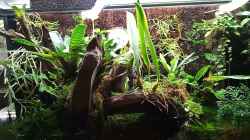 Video Aquaterrarium als Schwarzwasserbecken  von Junglist (E31AwGB6NPM)