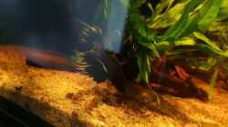 Video Betta paludarium  von Aqua fan (FsNZVaUyf8M)