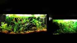 Video Maculatus searching food von NRW (Gt7a8BAspw4)