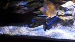 Video 600Liter Malawi von Lutz K (II6Q3c5yWJA)