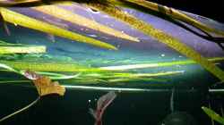 Video Parachanna africana SlowMo von Arne Wilkens (IkiqzKFBUAw)
