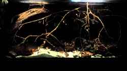 Video apteronotus in the dark von NRW (KG1QE65NoZA)