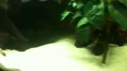 Video Geophagus von weyrobing (LcPh_mH8t0M)