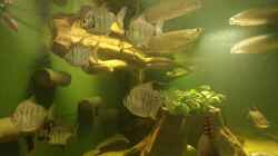 Video Methynnis Fasciatus, Scheibensalmler von kellerkind (MtZAbPYtilk)