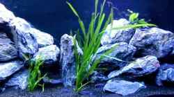 Video Malawi Demasoni Tank 470 L von Erik H. (OBk2o7P7w7Q)