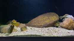 Video Crenicichla Zebrina von Thomas S-H (O_z4LdVtWuo)