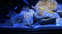 Video Malawi Mbuna Aquarium 300 Liter von Malawi_Einsteiger (PB13WsdvTUA)