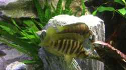 Video Altolamprologus compressiceps Paypay  von Steffi66 (PY3aUVBFb5U)