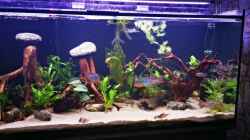 Video 500l geopargus surinamensis von Justin Xiang (PuATvL5uNx8)