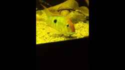 Video Erste Red Head Junge von Thomas S-H (Q6qT0zUUBw0)