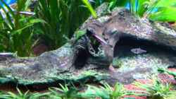 Video Gesellschaftsaquarium 360L von Mc.Maurer (QUdYSYqHohw)