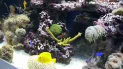 Video Meerwasseraquarium von Martin Kirchberger (RMAH1Kz3XQM)