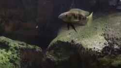 Video Lepidolamprologus atteneatus von Crenii (SBlTd_iwN0Q)