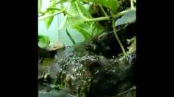 Video Stream Banks in Westafrika von Falk (TDq9bnKt5J0)