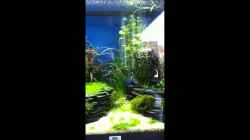 Video Blauer Neon, Paracheirodon simulans von Andreas Glingener (TkAnGEbTBPo)