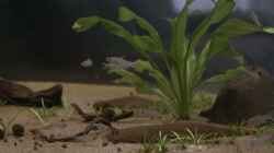 Video Hemigrammus Rhodostomus und Corydoras Habrosus von BlueWave (U9OVoarM_Ng)