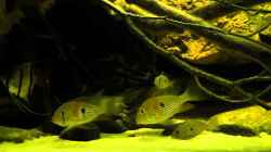 Video Acarichthys Heckelii von Laura (XWpgJOQYQAs)