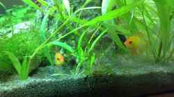 Video Microgeophagus ramirezi `Gold-Ramis` von Fabian Ber (ZTeYjiyDB3k)