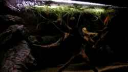 Video Procambarus Clarkii von Northernlights (_ReAvqjLlJY)