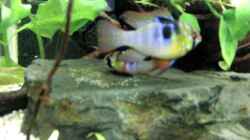 Video Aquarium Neueinrichtung von Make (_UdPSg93gJk)