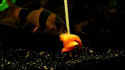 Video Fischfütterung von Red ( Jürgen ) (aCaLB0j3H8g)