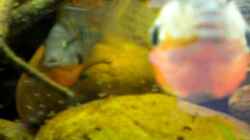 Video Thorichthys Meeki Brutpflege von Benjamin Hamann (aa38kpG9aPY)