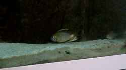 Video Lethrinops yellow collar masimbwe von Dr. Manhattan (bDbqmpTS-uw)
