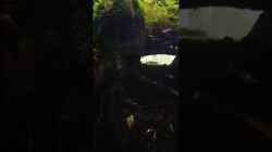 Video Guppy vorm Futterplatz von Alexander Deepocean (bMWMnBOaqto)