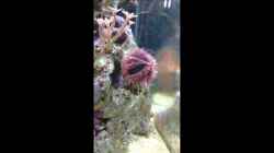 Video Seeigel von Steven Liebe (bakaEXw_bno)