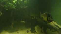 Video Methynnis Fasciatus, Scheibensalmler von kellerkind (d7XEwVB-WGc)