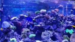 Video meerwasseraquarium  von Wolfgang K. (eXPcuR7jwSs)