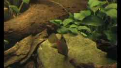 Video Benitochromis nigrodorsalis von Misanthrop (gIN_C4Q9-AU)