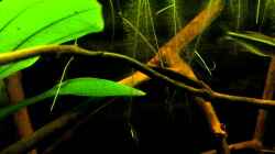 Video Rio Paraguay von Patrick Scheffer (i-PE1S07sXM)