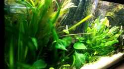 Video pure nature - amazonas von MarSchel (i6N7RF-5Ncg)