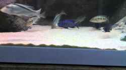 Video Futter bei die Fische von Dynnarts (iOKGJQlKGmI)