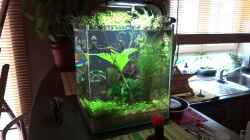 Video Dennerle 30 Liter Nano von mcfly (iRU1OU7RSbM)