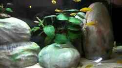 Video Nachwuchs Malawi von Malawi TOM von Malawi TOM (infnoe3Zf3A)
