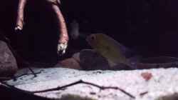 Video Geophagus Abalios  von Südamerika Aquanaut (m_W3_Yn6ti0)