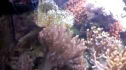 Video 19.12.2011 von Bluewater (mrDKazVAzuo)