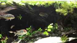 Video Red heads breeding von NRW (nLgQ0rTtwCQ)