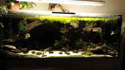 Video Geophagus Proximus and Redhead Amazonas von NRW (o4AtKQ1WOJ0)