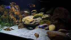 Video Aquarium am 16.03.2017 von andreas32 (pIM29Qpdqv0)