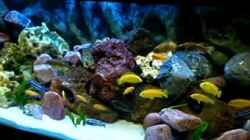 Video Mbuna 450L von MF80 (pUgf5BMY15A)