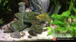 Video Altolamprologus compressiceps Paypay Balzpaar von Steffi66 (qBwqssg_u78)